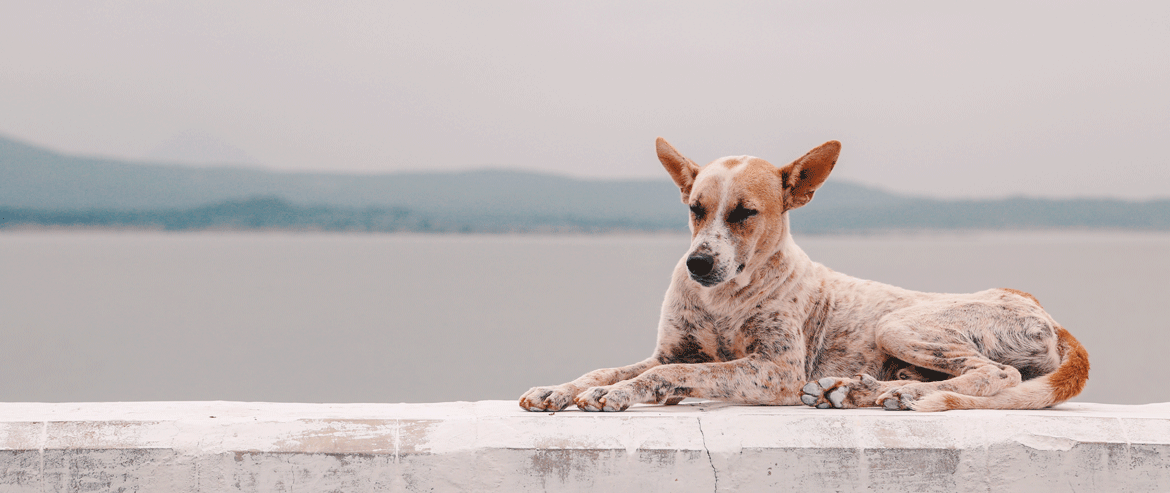 Hund am Strand | Pets Best