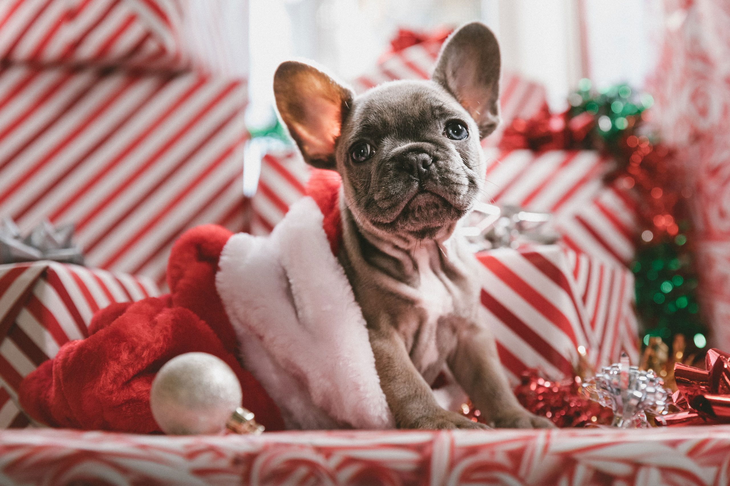 hund sitzt in weihnachtlicher kulisse mit geschenken
