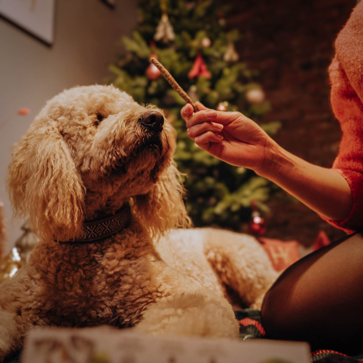 Pets Best Christmas dog treats